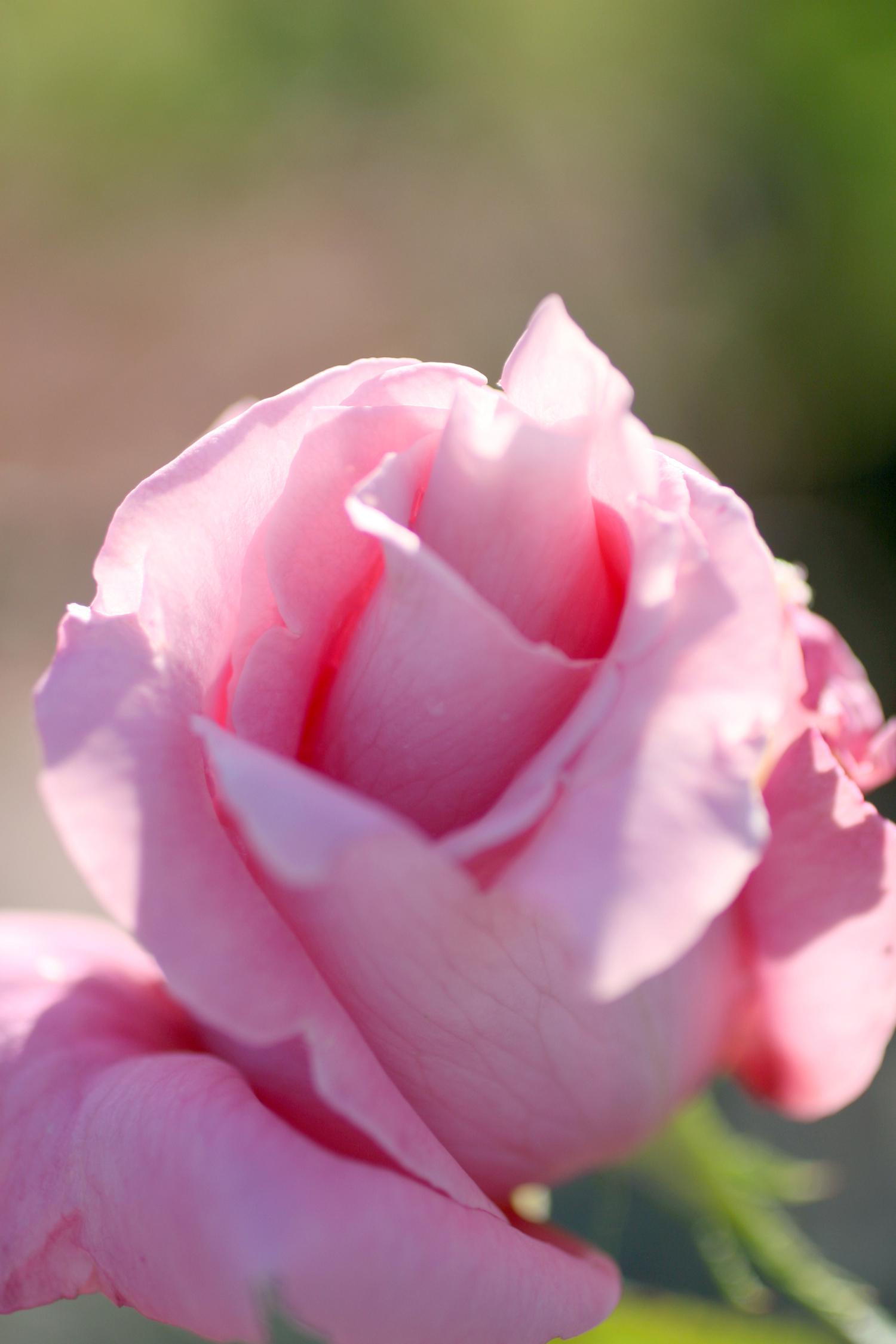 Roses are the most popular gift given on Valentine's Day. A few extra steps can keep them looking fresh for days. (Photo by MSU Extension Service/Gary Bachman)