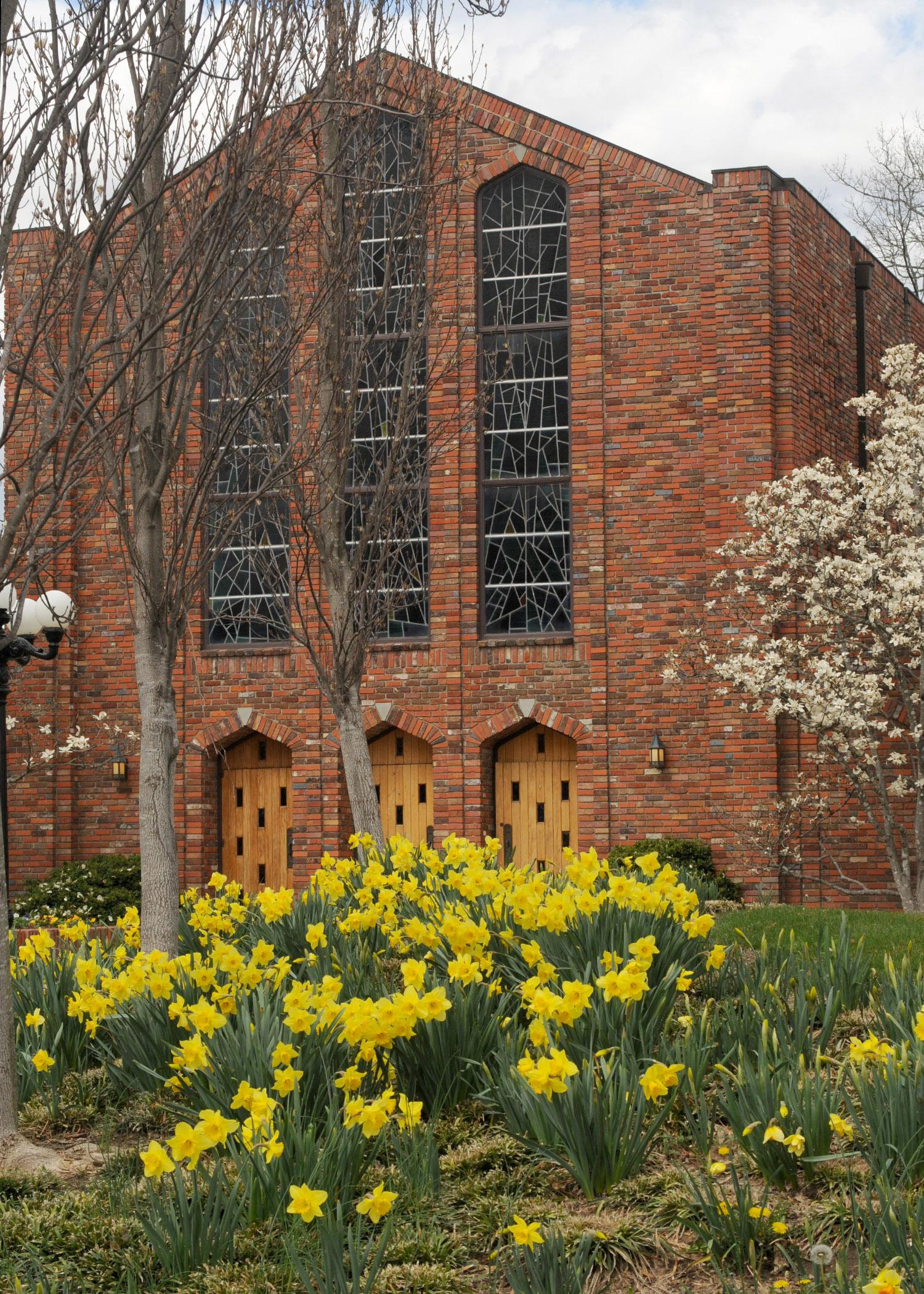 Spring-flowering daffodils brighten up the winter landscape at Mississippi State University's Chapel of Memories. (Photo by MSU Ag Communications/Kat Lawrence)