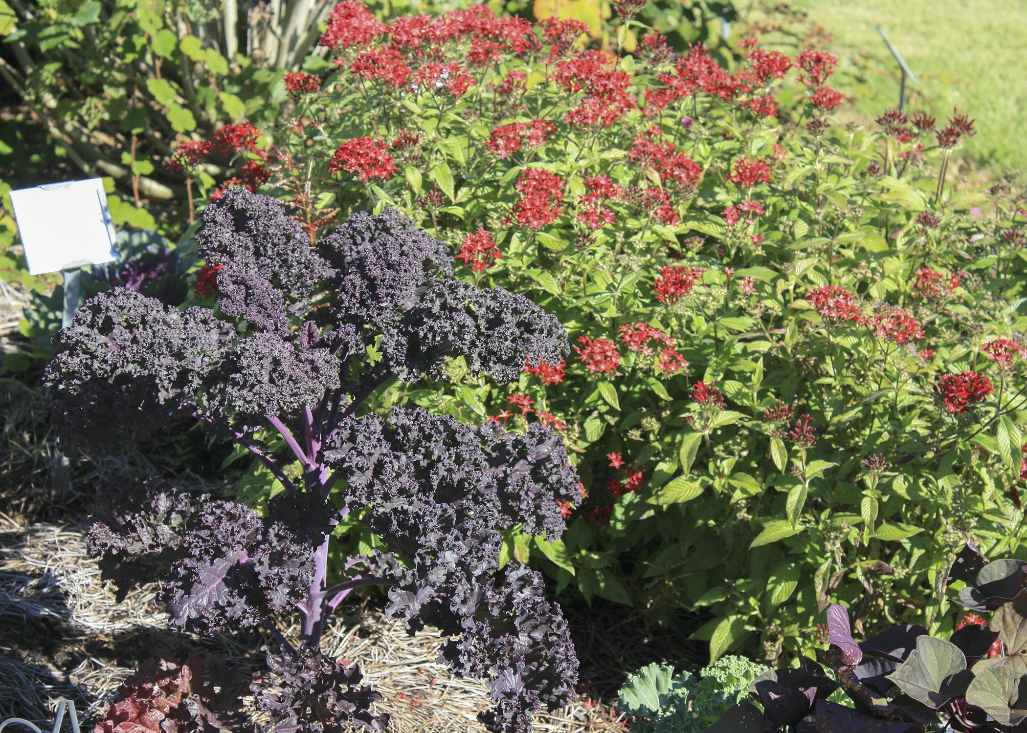 Redbor kale, seen here with Butterfly Red Penta, is an outstanding variety with colors that intensify as temperatures get lower. (Photo by MSU Extension Service/Gary Bachman)