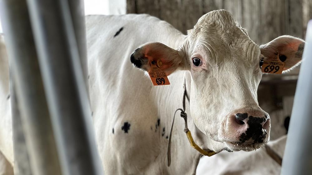 Holstein cow.