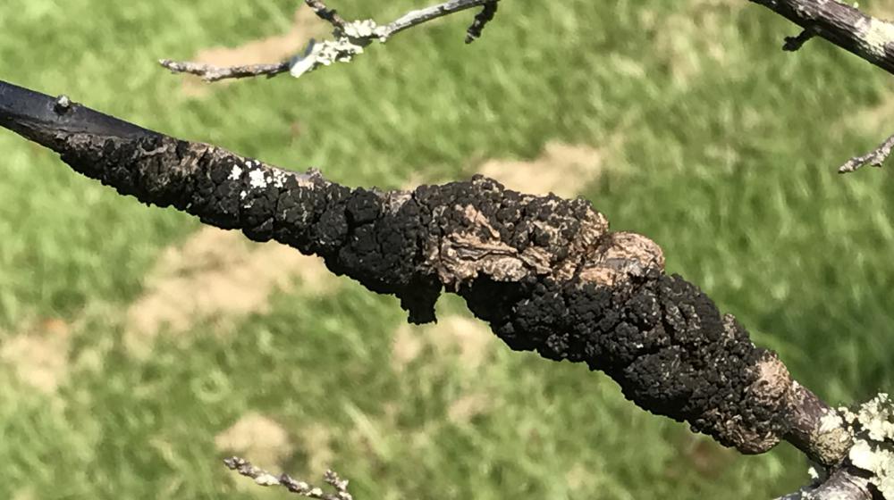 Black knot on plum.