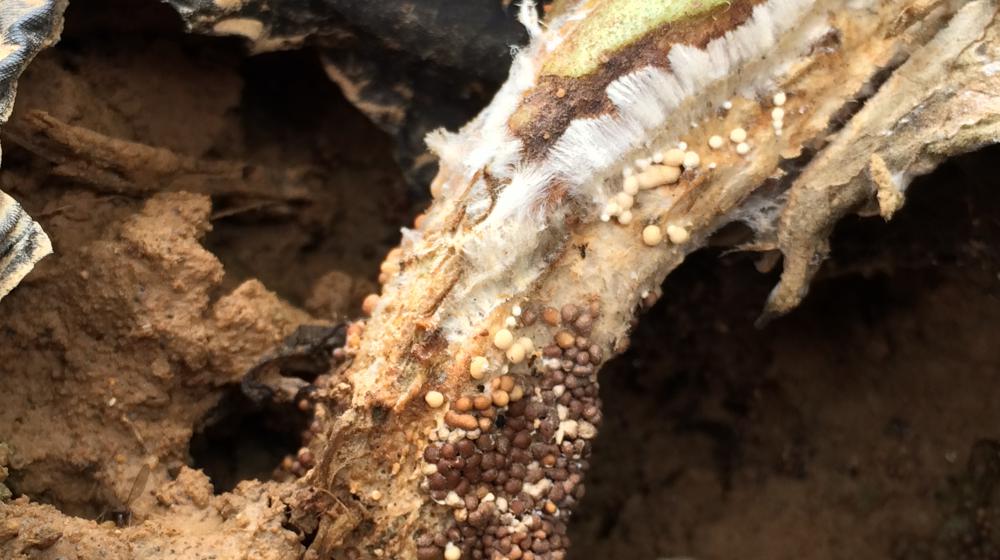 Southern blight sclerotia on a tomato stem.