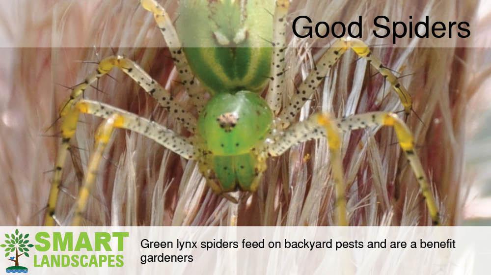 Close up photo of a green lynx spider