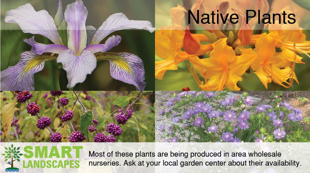 Native Plants