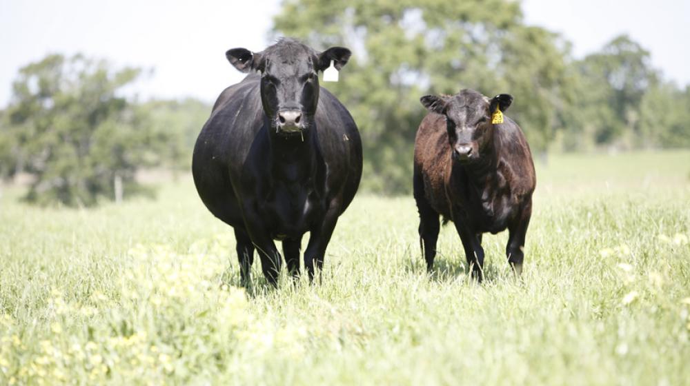 beef cattle black cow calf.