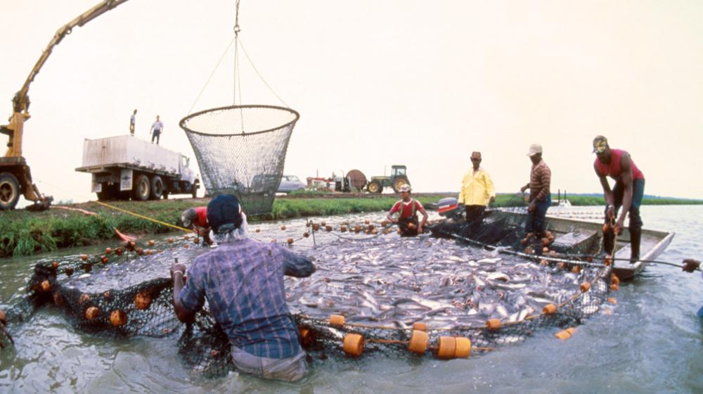 catfish harvest