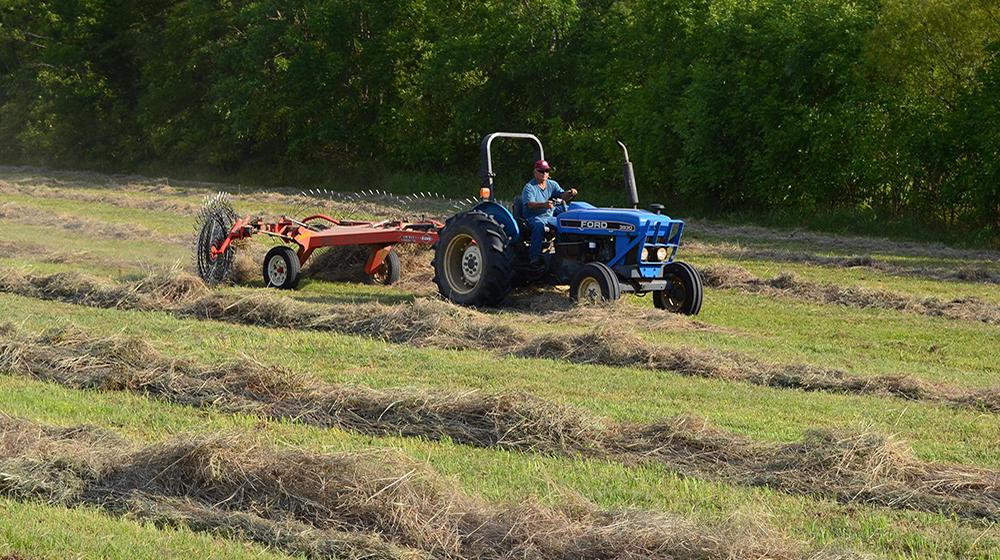 A blue tractor rakes hay in a field of cut hay.