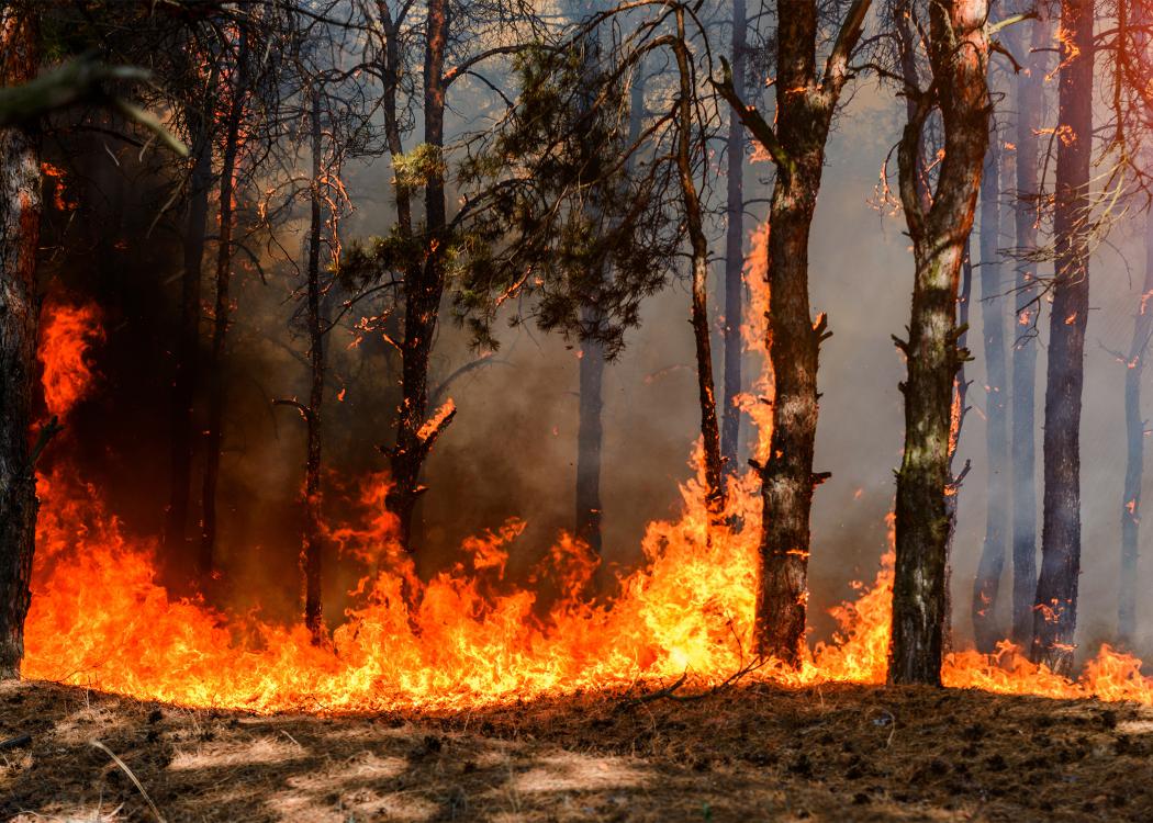 Fire engulfs a forest.