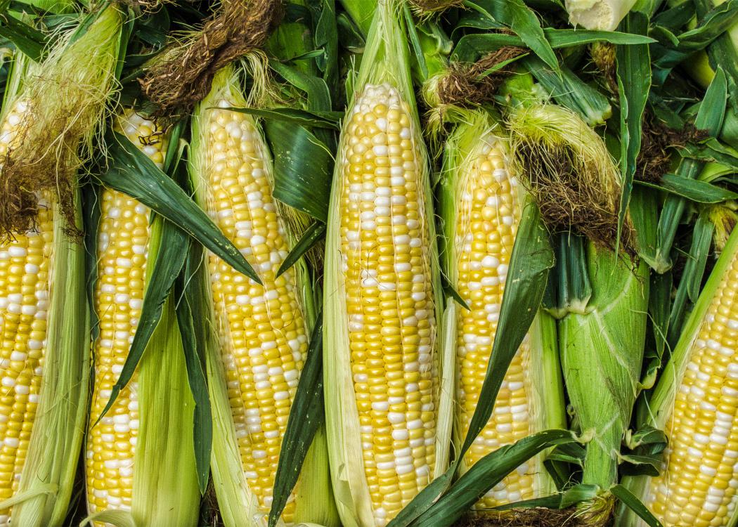 Ears of Corn