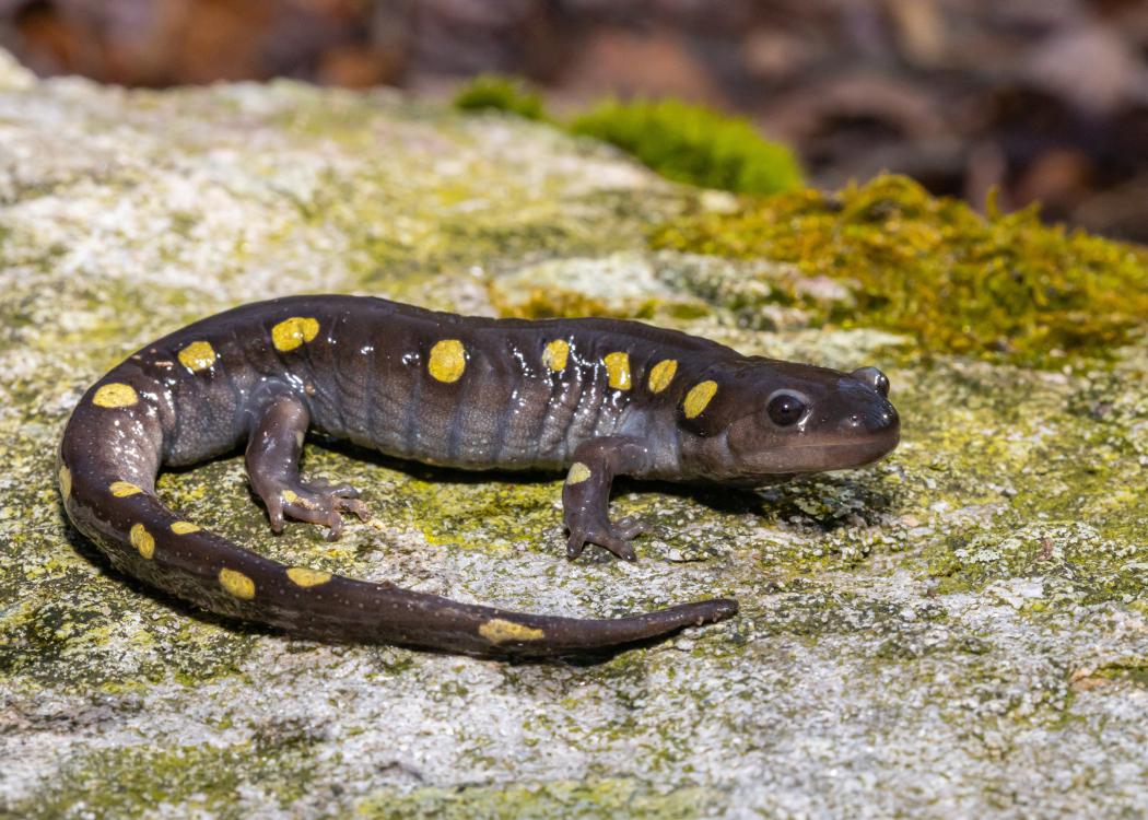 Spotted Salamander 