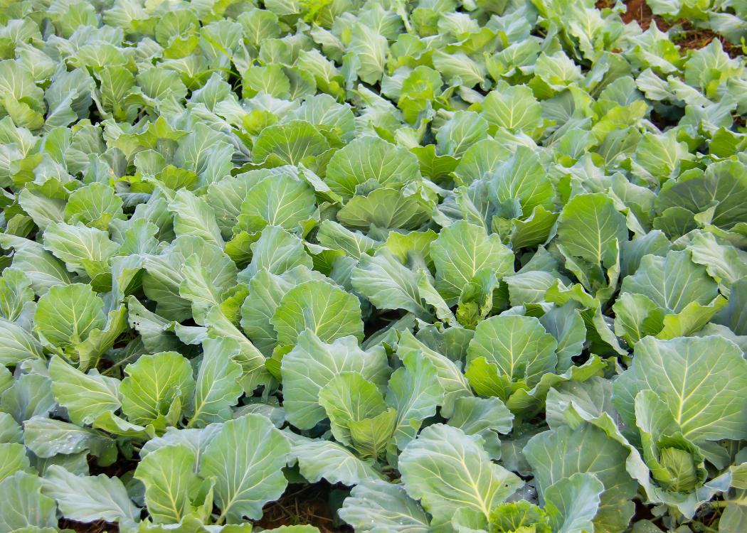 Turnip Greens in Garden