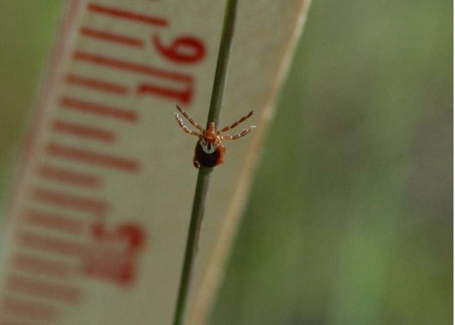 Tick