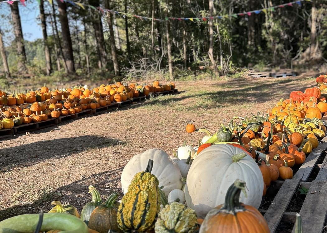 Pumpkin patch