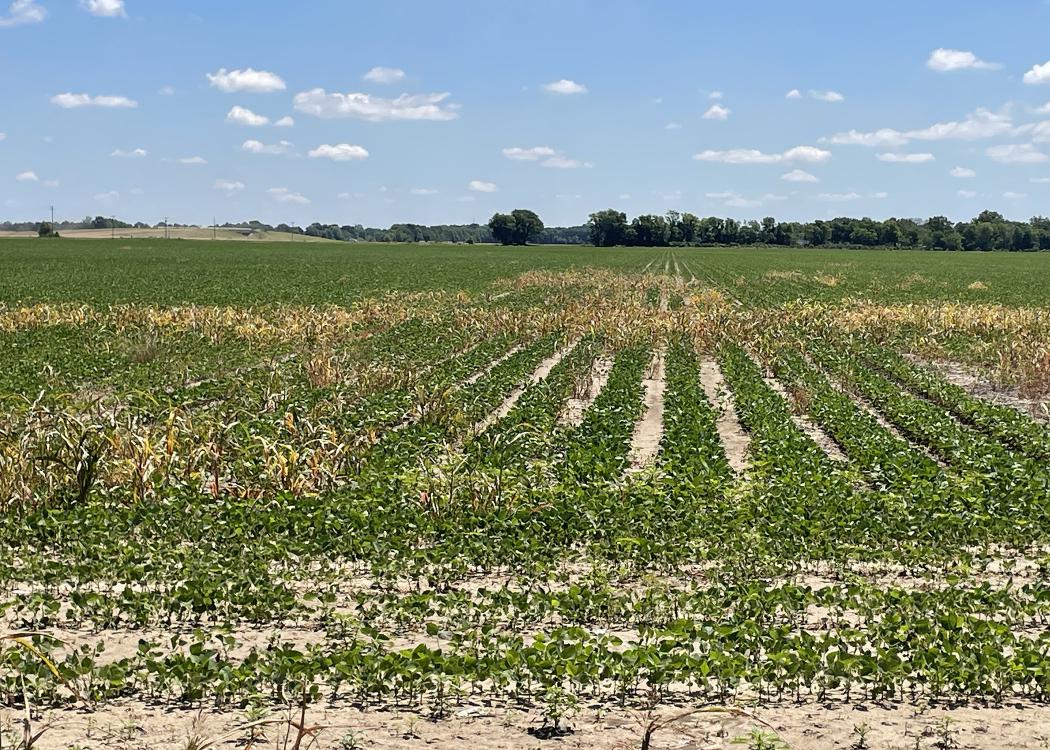 A row crop field has patches of brown weeds.