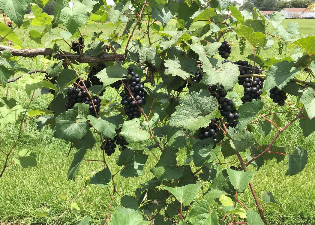 Black grapes grow in bunches on a vine.