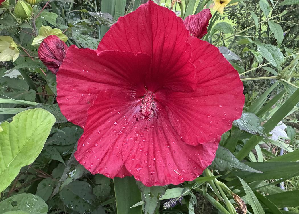A single red bloom with a green background.