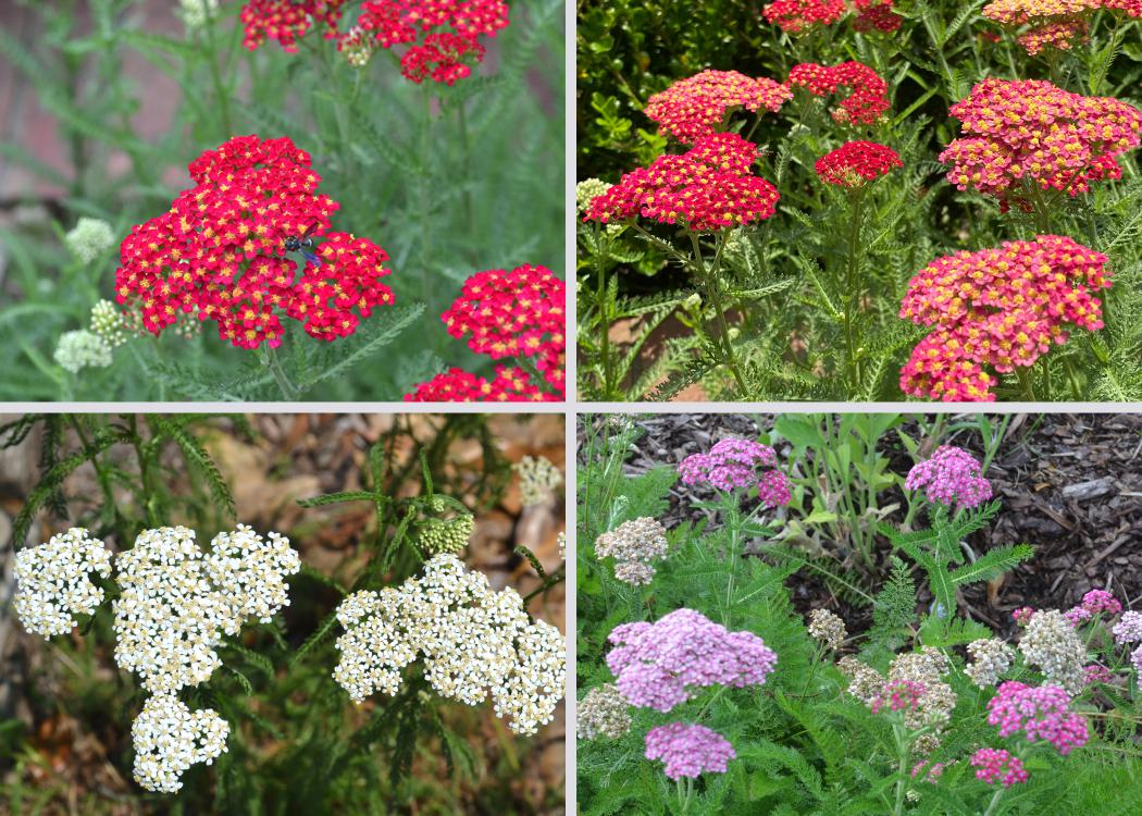 A collage depicts clusters of tiny purple, white, yellow and red flowers.