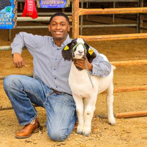 A young boy squats next to a white goat with a brown head while resting his elbow on a gate with several awards hanging on it.