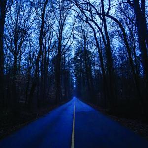 wooded paved road at dusk