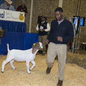 A teenage boy leads a white and brown goat into hay-covered arena.