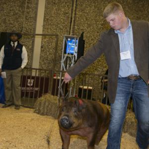 A teenage boy leads his hog into a hay covered arena. 