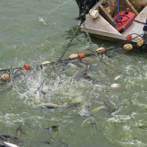 Chains holding a net coming out of the water.