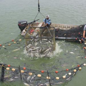 Two workers on a boat pulling a net out of the water.