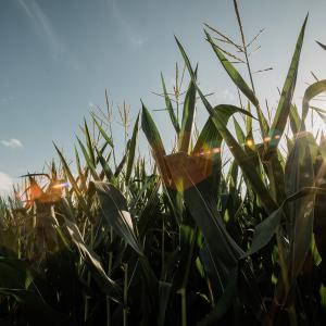 Corn shining in the sun.