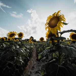 Sunflowers blowing in the wind.