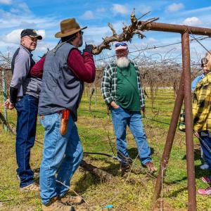 Two men talking with two women outside at a vineyard.
