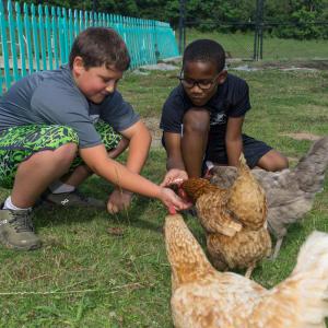 Two boys crouched down feeding two chickens in front of a blue picket fence. Photo credit: Kevin Hudson