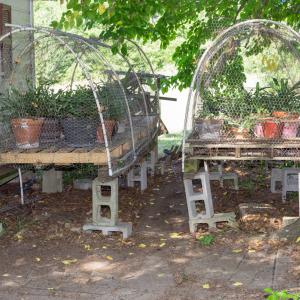 Two concrete-raised platforms featuring Christmas cactuses housed in arching fences.