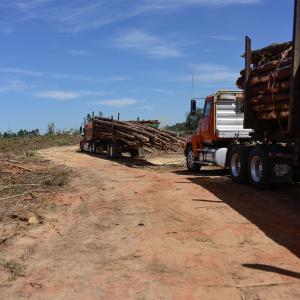 Two 18-wheelers, loaded with logs, leaving a logging site.