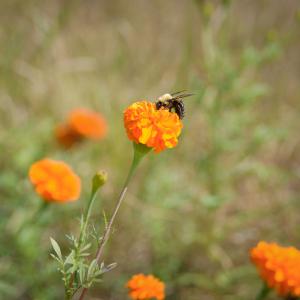 : A bee alit on a zinnia.