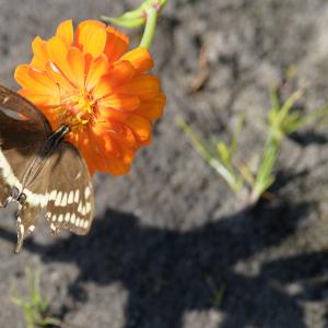 A moth alit on a zinnia.