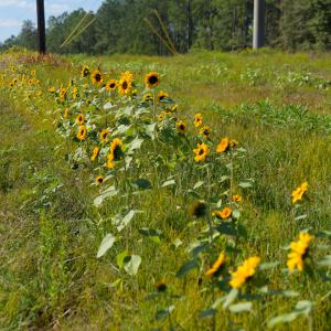 A row of sunflowers growing on a plain.
