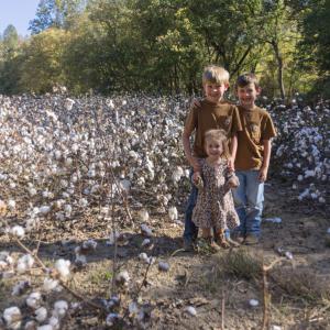 Two boys and one girl standing in a cotton field.