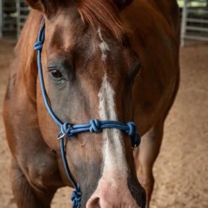 A close up of the front of a horse.