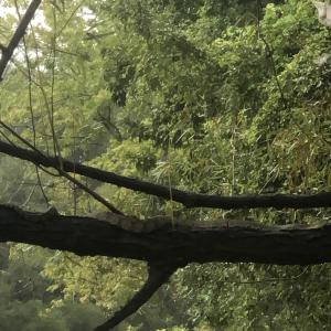 Large horizontal tree limb over water.