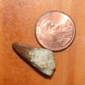 A tooth beside a penny on a wooden surface.