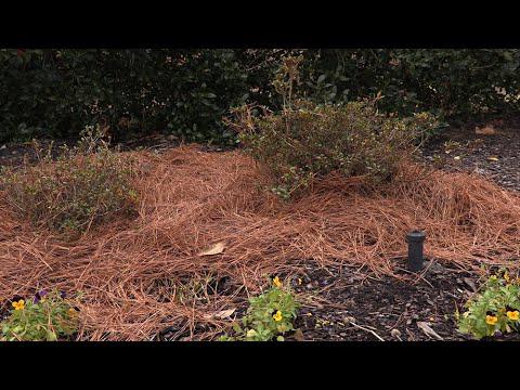 Transplanting Shrubs