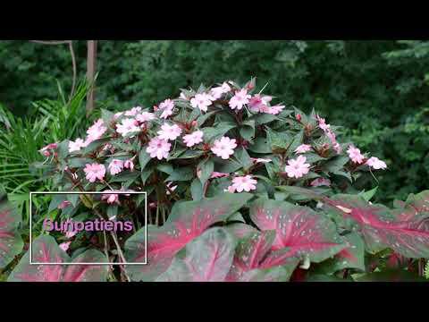 Colorful Shady Border