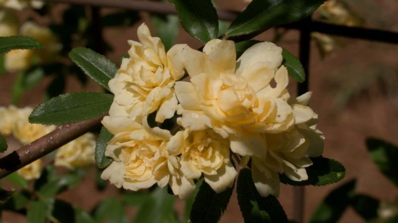 Yellow Roses, May 2025