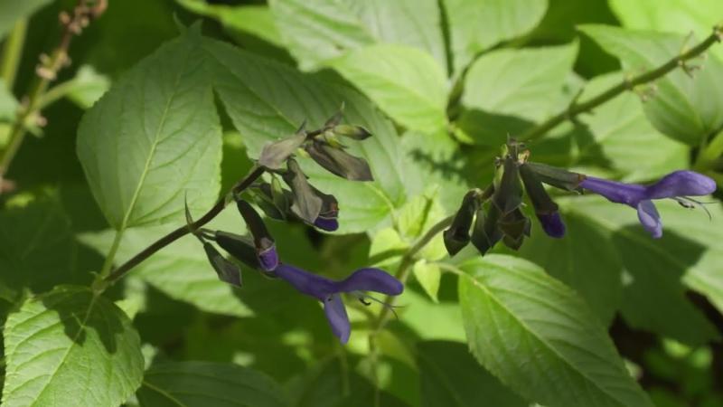 Purple and Blue Salvias, September 2023