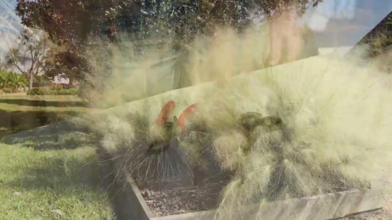 Pruning Native Grasses, April 2025