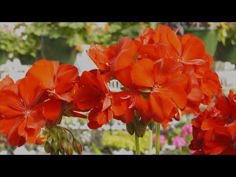 Red Summer Flowers