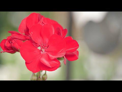 Geraniums