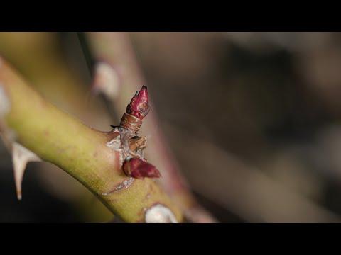 Pruning Roses