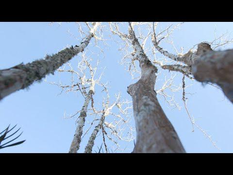 Pruning Crape Myrtles