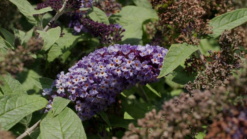 Dwarf Butterfly Bushes, August 2024